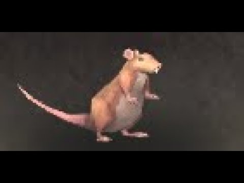 Northrend Safari: Rat Battle Pet, Howling Fjord, WoW Retail