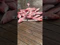 Ultimate Guide to Catching Red Snapper | Tips, Tricks, and Techniques for Success