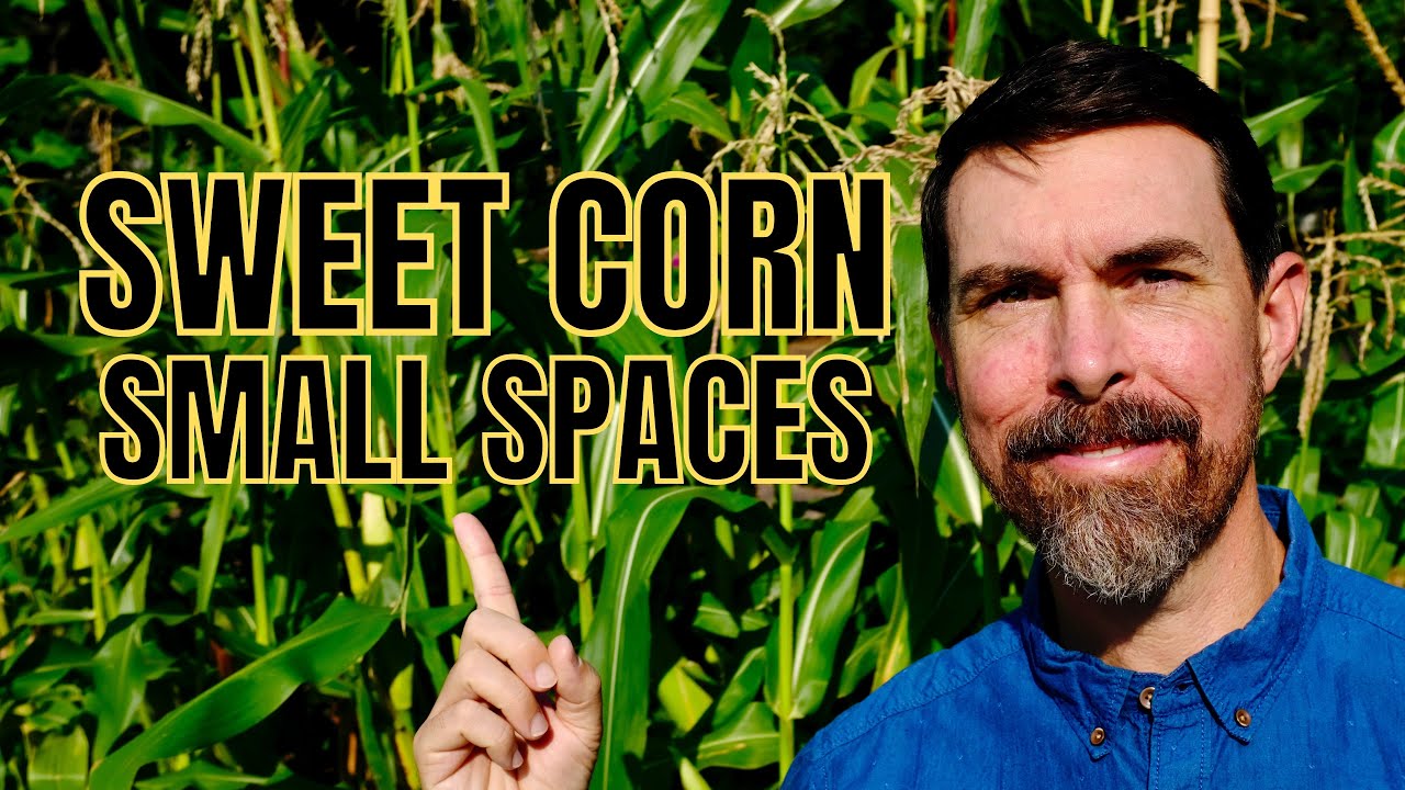 TIPS FOR GROWING SWEET CORN IN RAISED BEDS