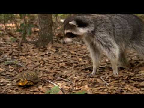 The Eastern Box Turtle