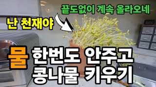 물! 한번도 안주고 콩나물키우기 세계최초! 성공! 맞아 