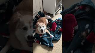 13 years young and still at the puppy stages! Meet Sakura! #shiba #shibainu #dog