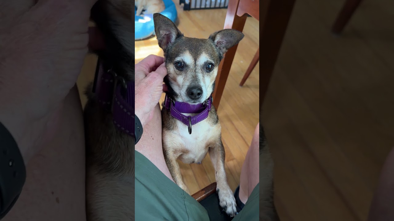 Remi, a Adoptable Chihuahua in Richmond, VA video 6/6