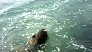 preview picture of video 'Sea Lion Antics, Seal Island, Western Australia | Sea Kayaking | Sea Kayaks | Tourism WA'