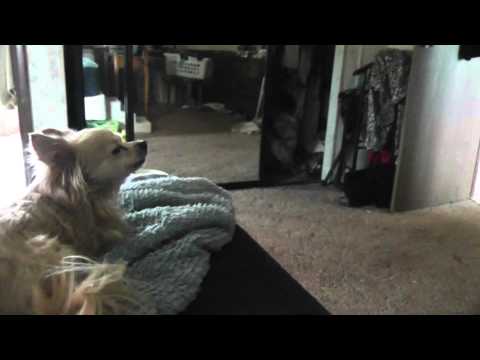 Just having fun, with my dog