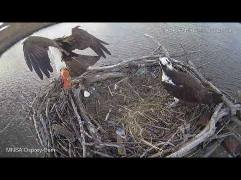 MNSA Osprey-Cam: Goldfish Delivery 3/16/19