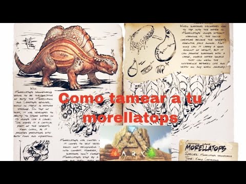 Como tamear morellatops. Ark survival evolved.Scorched earth