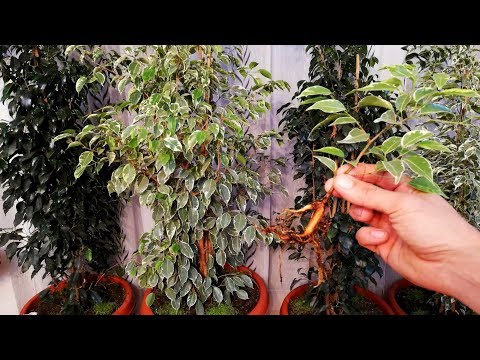 , title : 'How to grow Ficus Benjamina from cutting branch very easy'