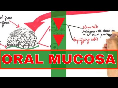 Oral Mucosa - Keratinized & Non-Keratinized Epithelium Simplified!!!!