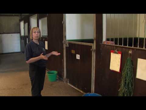 Keeping your horse healthy - a guide to disease prevention