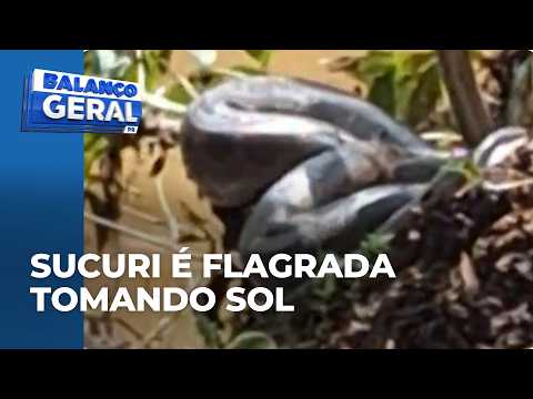 Sucuri é flagrada tomando sol às margens do Rio Xambrê e chama atenção de pescador