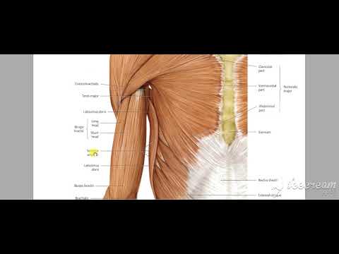 Pectoral region muscles