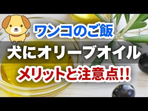 犬はオリーブを食べても大丈夫ですか?