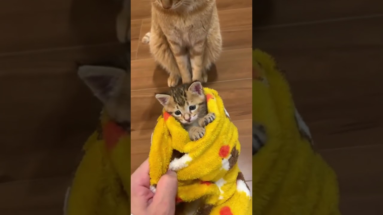 手も足もでにゃい