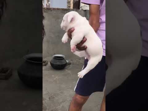 available white female AM.bully 9855956364