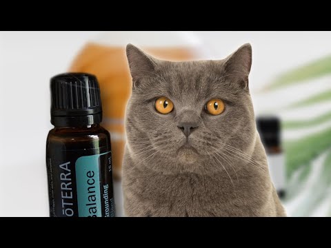 Are Essential Oils Harmful To British Shorthair Cats?