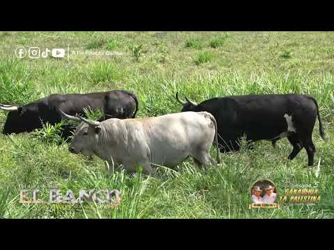 Lista La Palestina para El Banco Córdoba 2026.