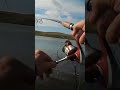 Video Thumbnail for Pike Top Water Blow Up!