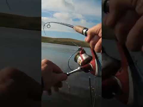 Pike Top Water Blow Up!