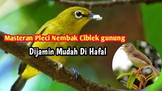Download lagu Masteran pleci nembak ciblek sejalur mp3