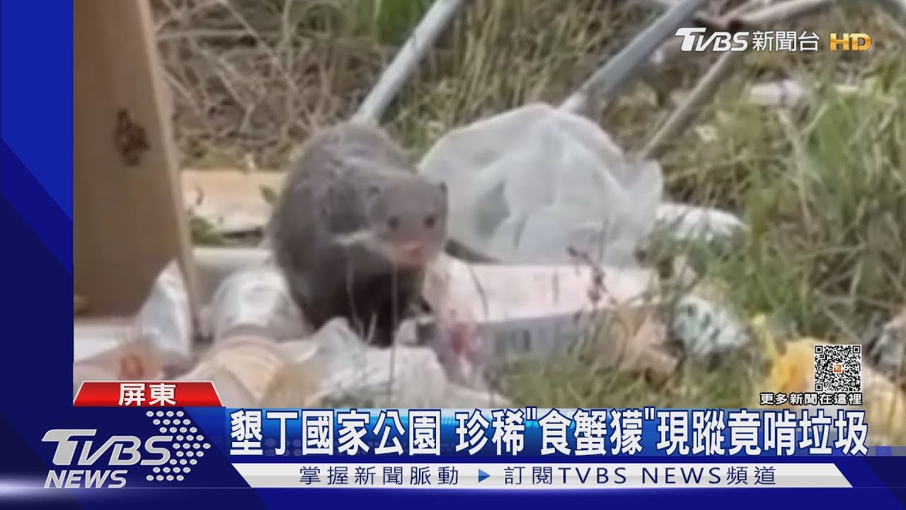 垃圾堆地上!保育類「食蟹獴」啃垃圾 清潔隊急撤子母車