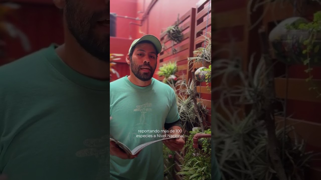 Estas plantas eran suculentas