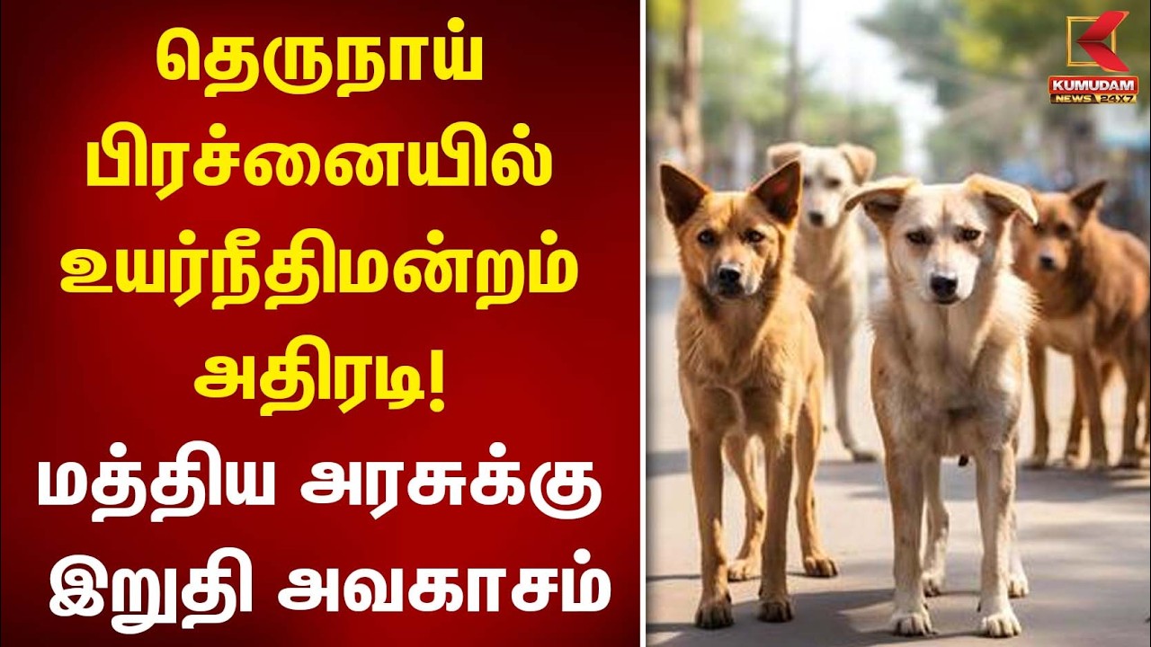 தெருநாய் பிரச்னையில் உயர்நீதிமன்றம் அதிரடி! மத்திய அரசுக்கு இறுதி அவகாசம் | Street Dogs | Kumudam