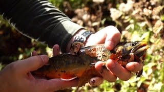 Рыбалка в черногории на реках