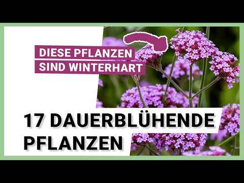 , title : '17 dauerblühende Pflanzen, die winterhart sind'