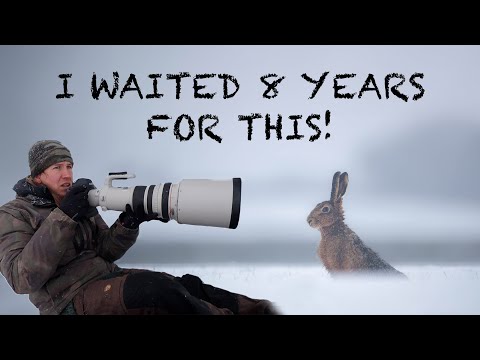 I waited EIGHT YEARS for this! BROWN HARES in the SNOW