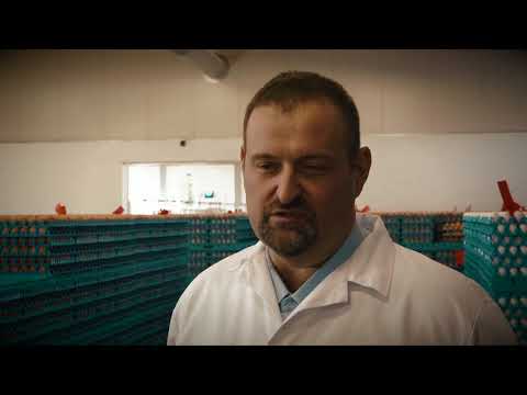 AMA - Eierverpackung: Verarbeitung