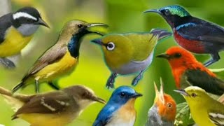 Download lagu Suara pikat sikatan kipas ribut mp3 mp3 Download lagu Suara pikat sikatan kipas ribut mp3 mp3