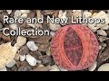 Rare and New Lithops Collection - Yasuhiko Shimada Hybrids and Line Breeding