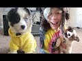 Trying Dog hacks and DIY Pet Life Hacks! Simple Life Hacks & More by Blossom