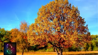 Summer Music for Deepsleep, Calm, Meditation, Relaxation, Stressrelief, Peaceful &amp; Study Music