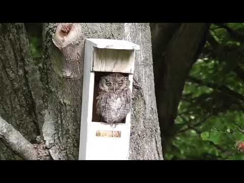 Screech Owl chillin in his OwlReach nesting box!