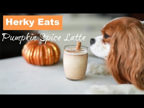 DIY PUMPKIN SPICE LATTE FOR DOGS | DIY Dog Treats | Herky Eats