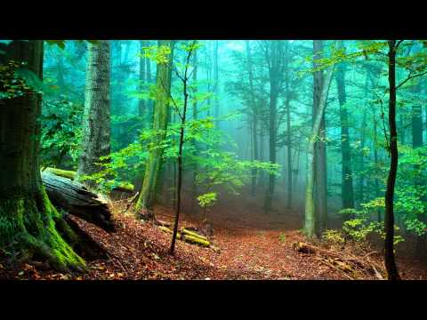 Infuzoria - Affection