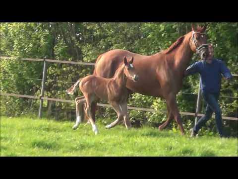 *2017 Hengstfohlen von Rubin Royal - Fürst Heinrich SOLD!!!