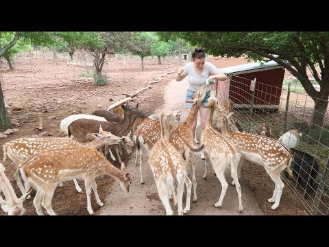 Amerika honeymoon dag 14 - Knuffelen met hertjes en de Grand Canyon bezoeken | Vloggloss 994