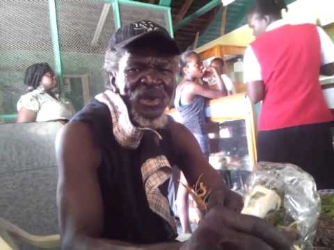 GUINEA HEN WEED AND ROOT - HEALING HERBS - JAMAICAN HERBALIST