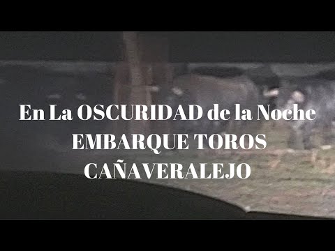 EN LA OSCURIDAD DE LA NOCHE Embarque TOROS VICTORINOS para CAÑAVERALEJO Colombia