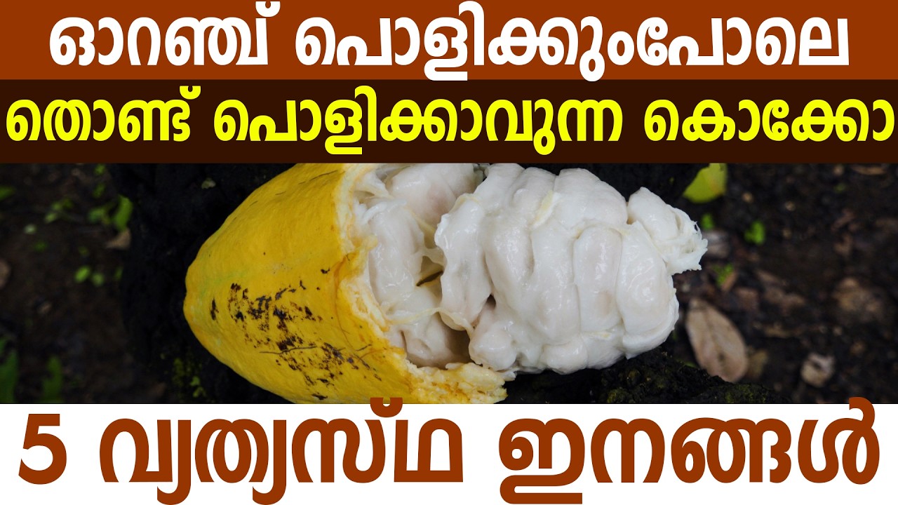 മുരിക്കാശ്ശേരിയിലെ ദിലീപിന്റെ അത്ഭുത കൃഷിത്തോട്ടം | Dileep's amazing farm in Murikkassery