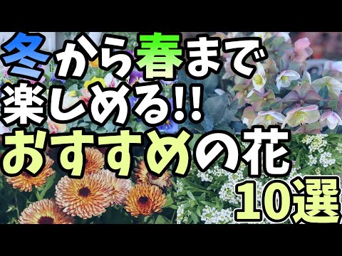 春に咲くように12月に植えるべき花は何ですか?生き生きとしたカラーで選ばれた6つ  庭園