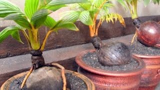 How to Plant Dwarf Coconut Trees