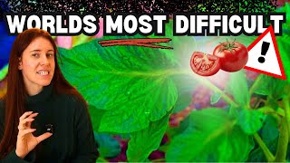 Tomatoes That FAIL In Cold Climates