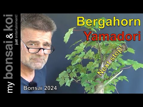 Bonsai 2024-10 - Bergahorn - die nächsten Schritte für den Yamadori