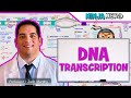 Cell Biology | DNA Transcription 🧬