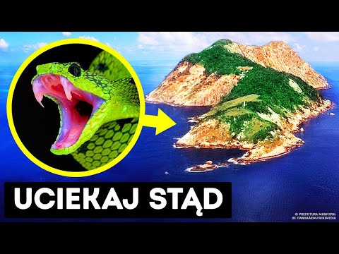 Jak węże zmieniły brazylijską wyspę w najniebezpieczniejsze miejsce na Ziemi