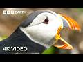 The World Of Birds In Stunning 4K 4K UHD BBC Earth